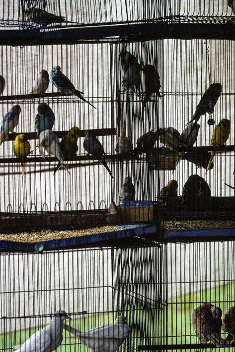 Birds in Cage, Vertical, Bangkok