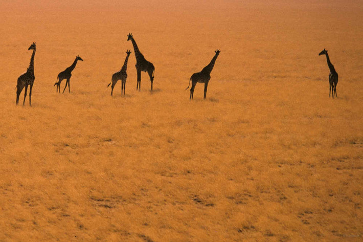 Aerial of Six Giraffes, Kenya