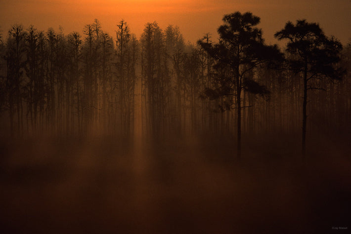 Silhouette Stand of Trees