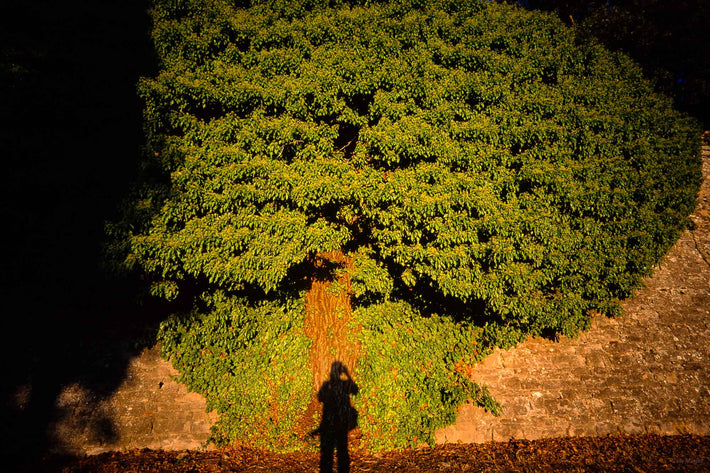 Tree with Shadow of Photographer, Cortona