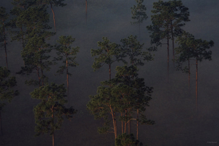 Florida Dawn