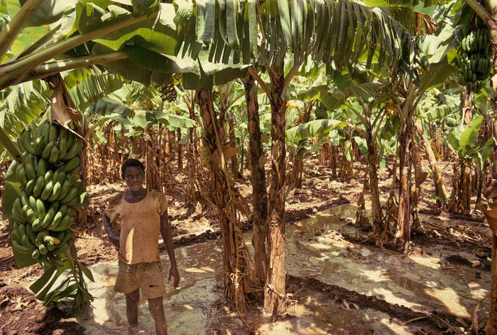 Young Boy in Banana Plants, Somalia