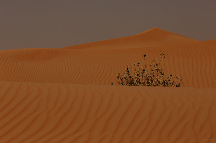Desert with Plant, Dubai