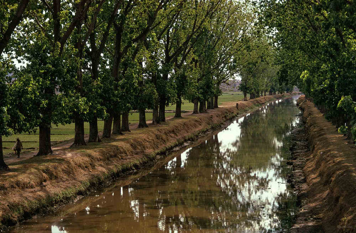 Trees, Canal and Figure, Antananarivo