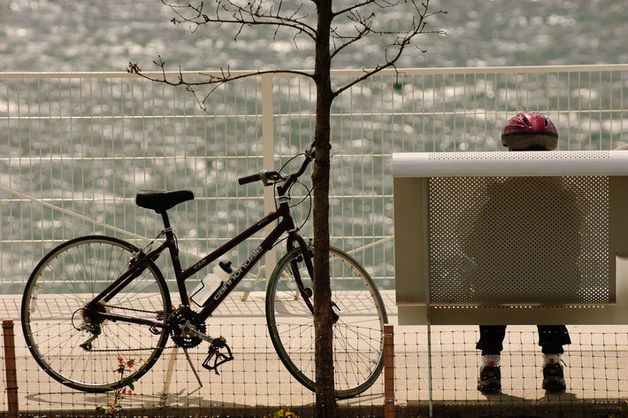 Bike, Bench, Tree, Seattle