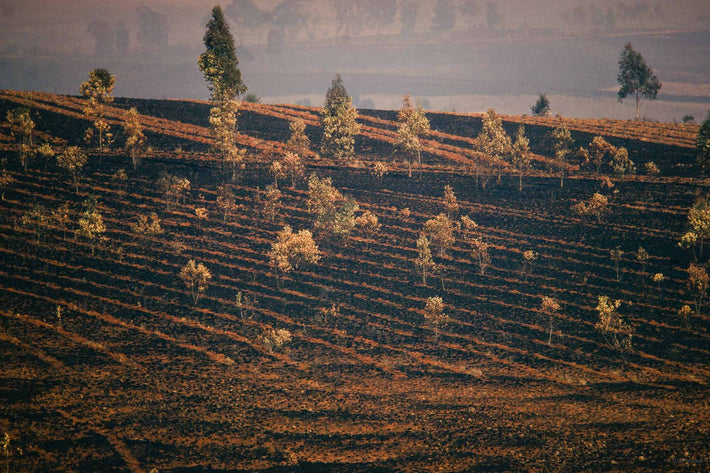 Burned Farmland, Antananarivo