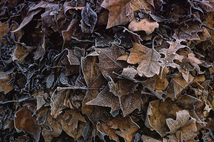 Close-up Autumn Leaves with Snow Edges, London