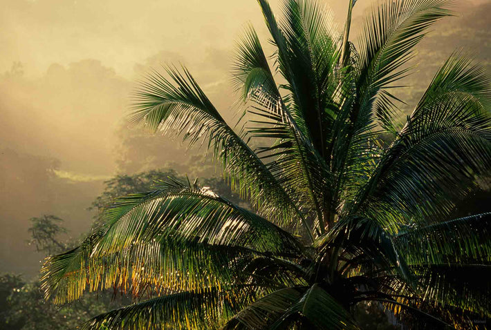 Palm Tree, Jamaica