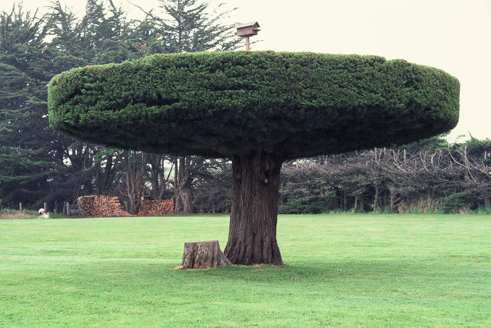 Sculpted Tree