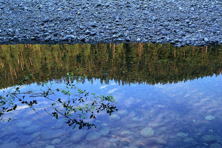 Trees Reflected in Water