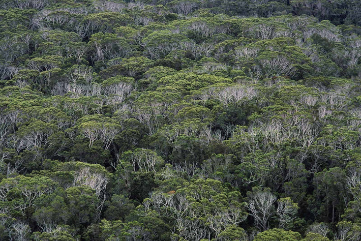 Trees, Hawaii