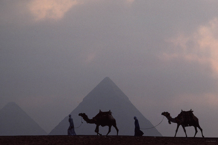 Two Camels Against One Pyramid, Egypt