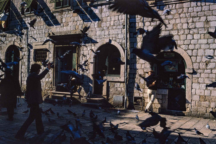Flurry of Pigeons in City, Dubrovnik