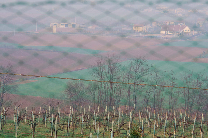 Field, Farm, Trees Through Fence, Vicenza