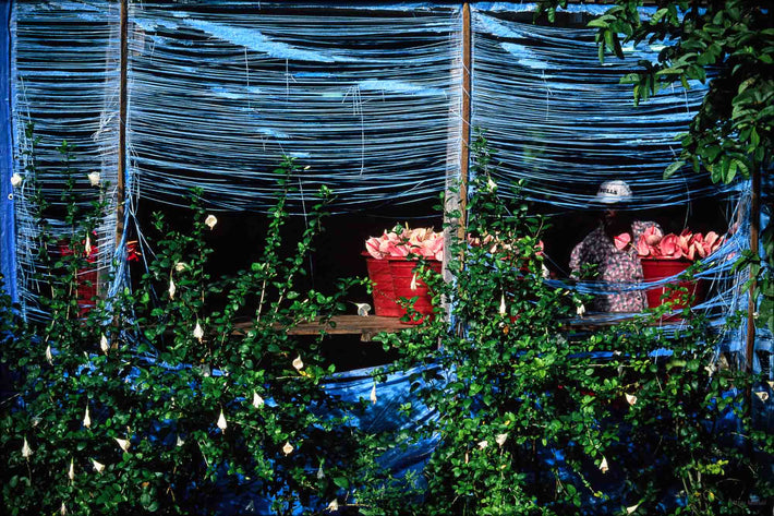 Flower Shed, Jamaica