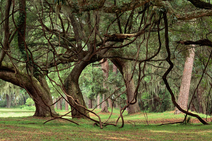 Trees, Alabama