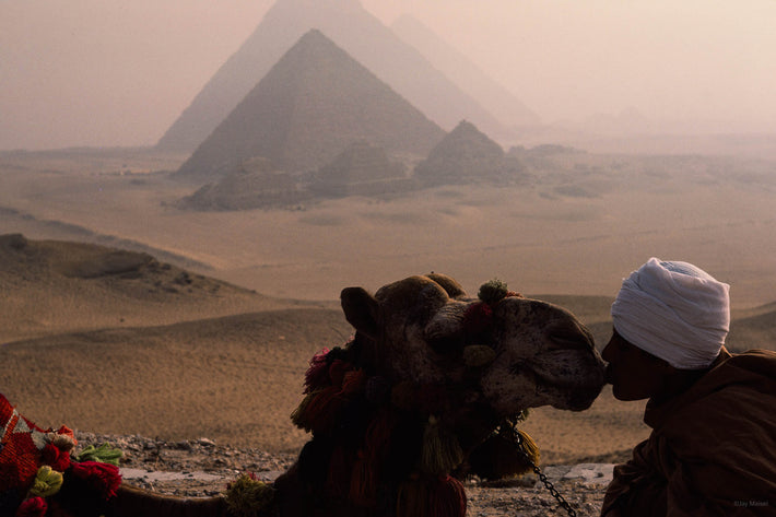 Close-up Kissing Camel, Egypt