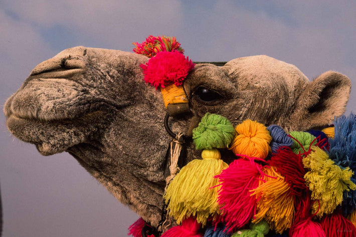 Close-up Head of Camel, Egypt