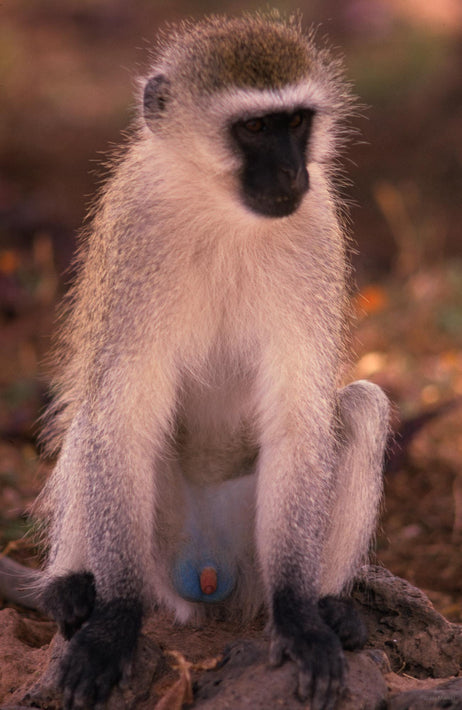 Vervet Monkey, Male, Kenya