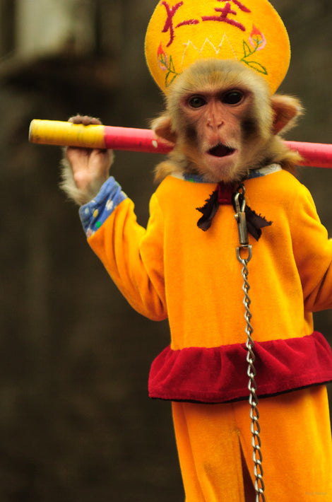 Performing Monkey, Pingyao