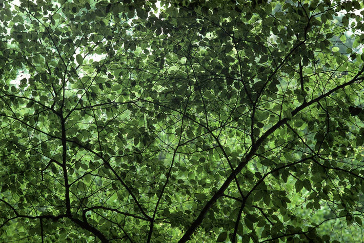 Leaf Canopy