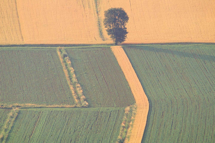 Tree and Pattern of Farmland, Vicenza