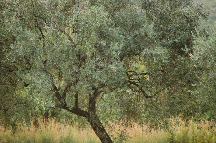 Gnarled Tree, Tuscany