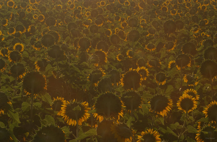 Sunflowers Backlit, Tuscany