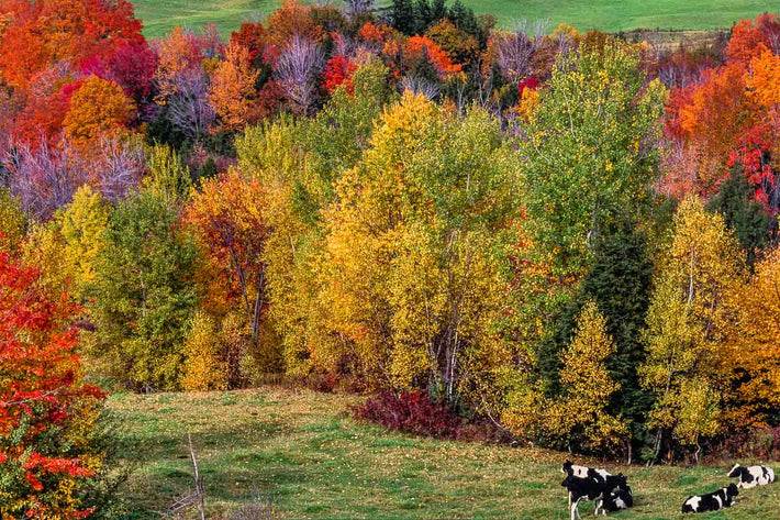 Multicolor Trees, Belted Galloway Cows, Maine