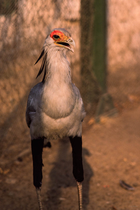 Strange Bird, Egypt