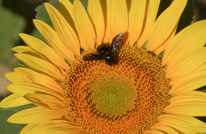 Sunflower with Bee, Tuscany