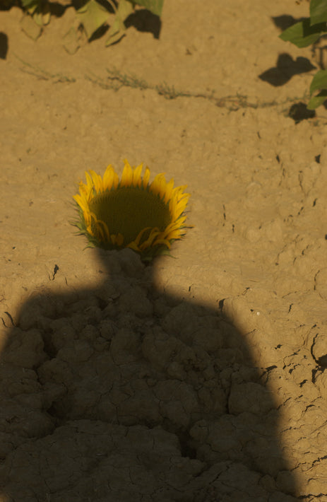 Self Portrait with Sunflower as Hat, Tuscany