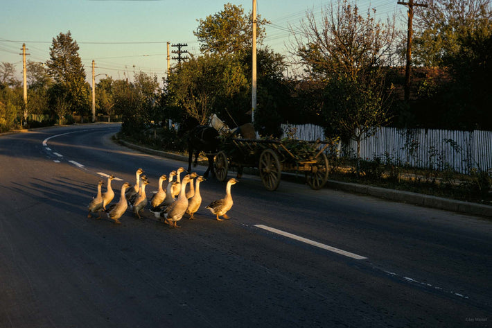 Geese Crossing Street, Romania