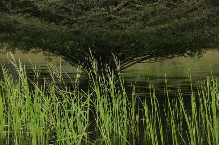 Reeds and Trees, Amazon, Brazil