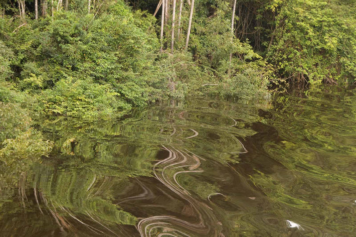 Snake Reflection, Amazon, Brazil