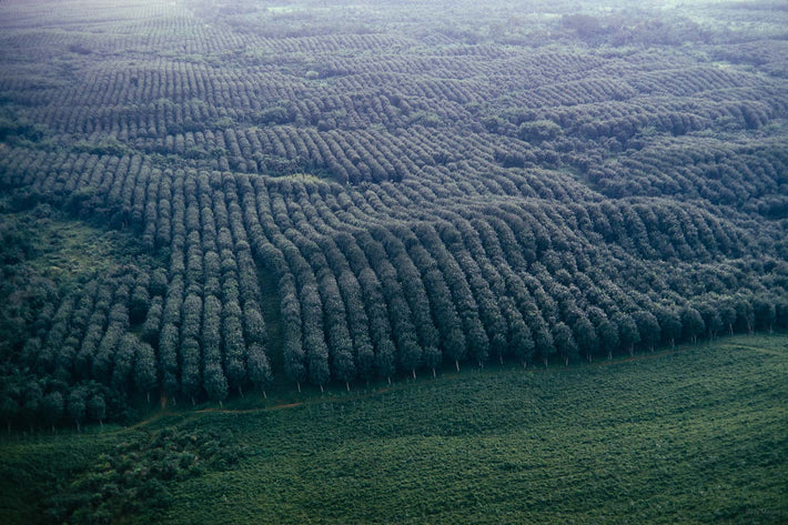 Aerial Rubber Tree Plantation, Liberia