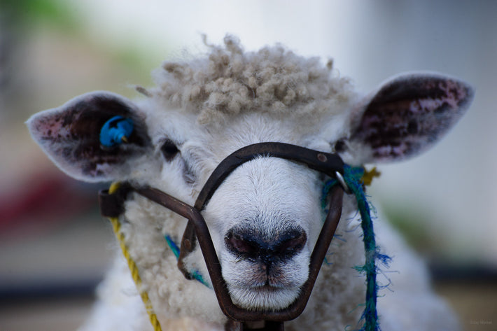 Closeup of Sheep, Maine