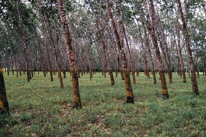 Ground Level Rubber Trees, Liberia