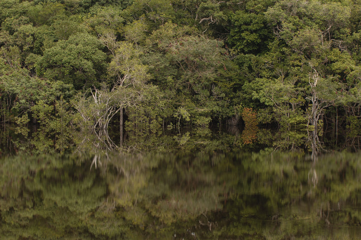 Forest, Soft Reflection, Amazon, Brazil