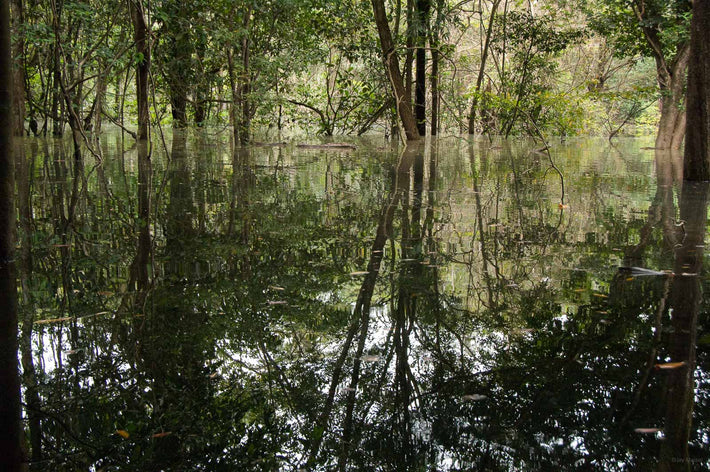 Forest and Reflection, Amazon, Brazil