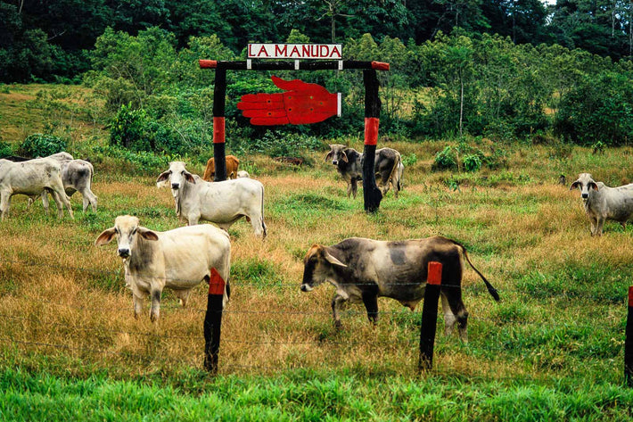 Cattle and Red Hand, Costa Rica