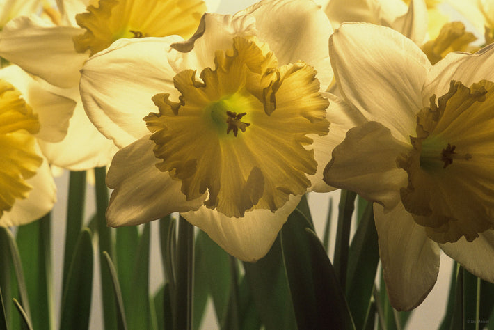 Daffodils