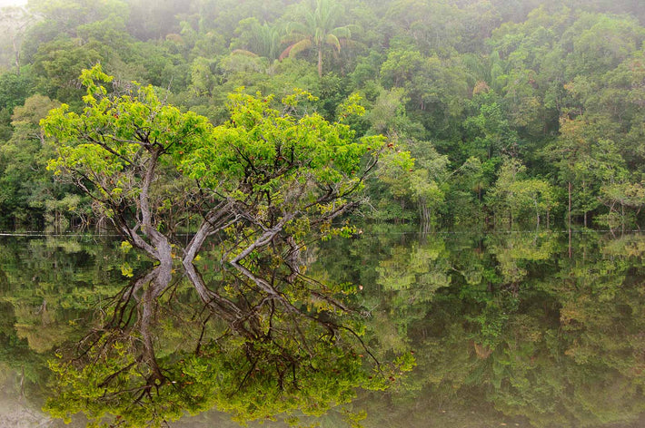 Green, Grey, Trees, Reflection, Amazon, Brazil