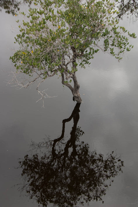 Grey Tree, Black Reflection, Amazon, Brazil