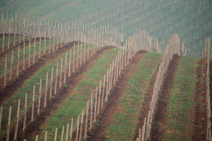 Rolling Hills, Vicenza