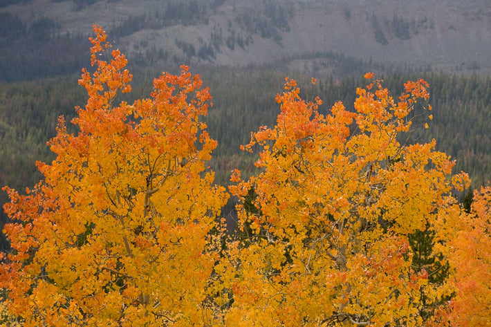 Orange, Wyoming