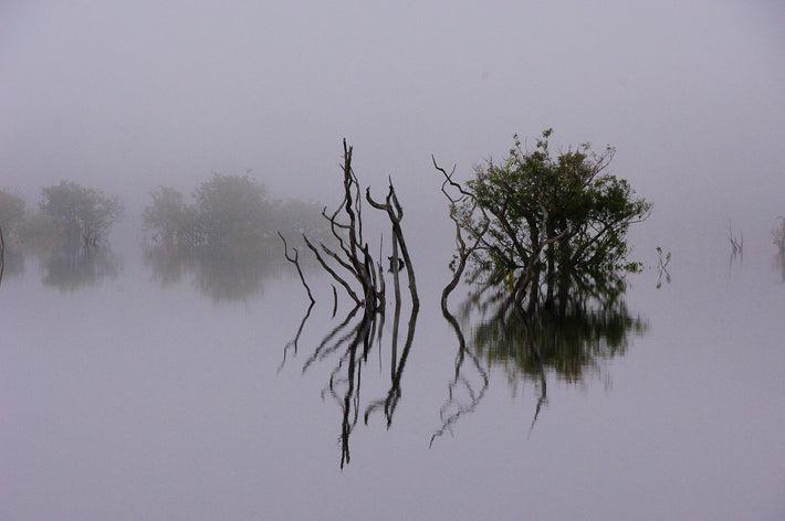 Fog, Trees, Reflection 2, Amazon, Brazil