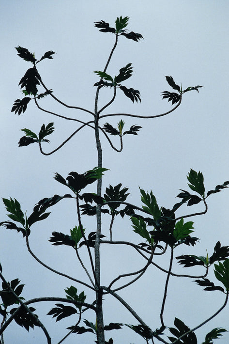 Tree (Bird-like), Costa Rica