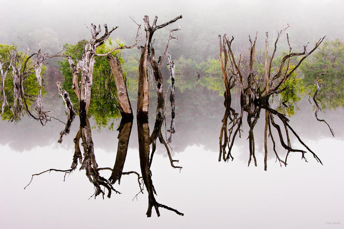 Dead Trees, Reflection, Amazon, Brazil