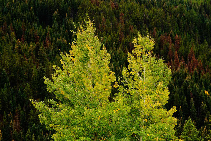 Green, Wyoming